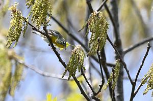 044 Warbler, Northern Parula, 2023-05129929 Parker River NWR, MA